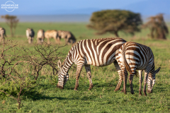 TAN_Serengeti_015