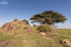 TAN_Serengeti_016