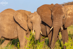 TAN_Serengeti_017