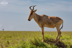 TAN_Serengeti_018