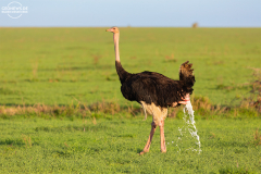 TAN_Serengeti_019