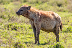 TAN_Serengeti_020