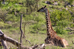 TAN_Serengeti_021
