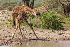 TAN_Serengeti_022