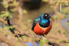 TAN_Serengeti_023