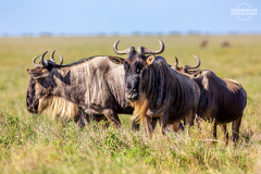TAN_Serengeti_024