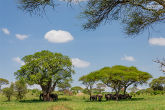 TAN_Tarangire_001