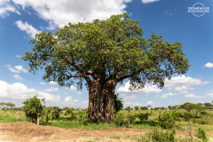 TAN_Tarangire_002