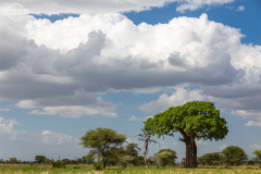 TAN_Tarangire_003
