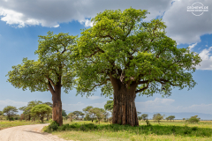 TAN_Tarangire_004