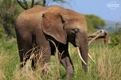 TAN_Tarangire_005