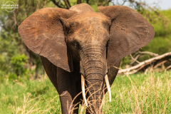 TAN_Tarangire_006
