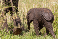 TAN_Tarangire_007