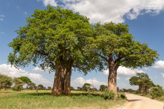 TAN_Tarangire_009