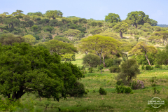 TAN_Tarangire_010