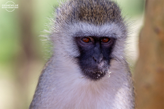 TAN_Tarangire_011