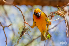 TAN_Tarangire_012