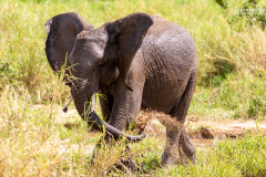TAN_Tarangire_013
