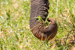 TAN_Tarangire_015