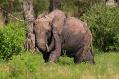 TAN_Tarangire_016
