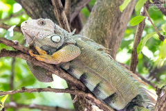 KOL_Tayrona_011