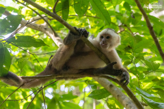 KOL_Tayrona_013