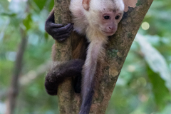 KOL_Tayrona_014