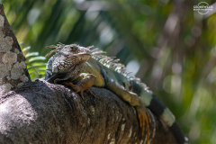 KOL_Tayrona_015