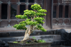 viet_hue.003