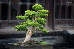 viet_hue.004