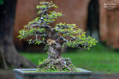 viet_hue.005