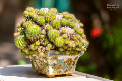 viet_mekongdelta_020